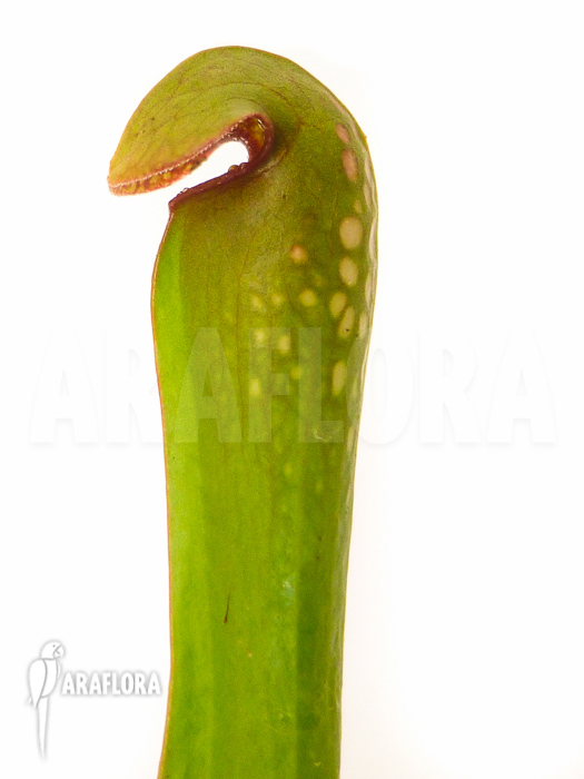 Sarracenia minor ‘Var. Okefenokeensis’