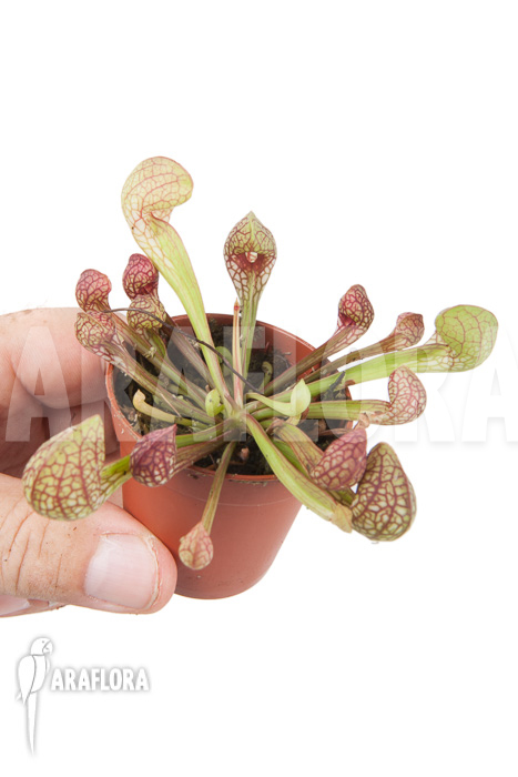 Sarracenia psittacina ‘starter’