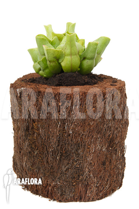 Sarracenia purpurea ssp venosa