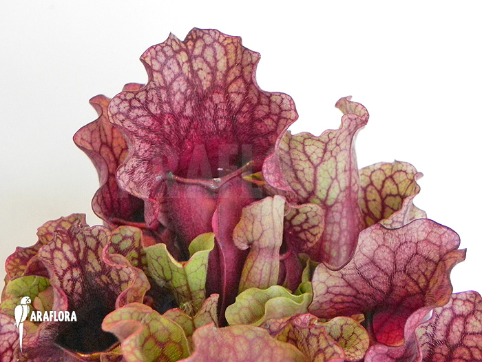 Sarracenia purpurea var. venosa ‘Sylwia’