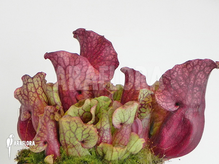 Sarracenia purpurea var. venosa ‘Sylwia’