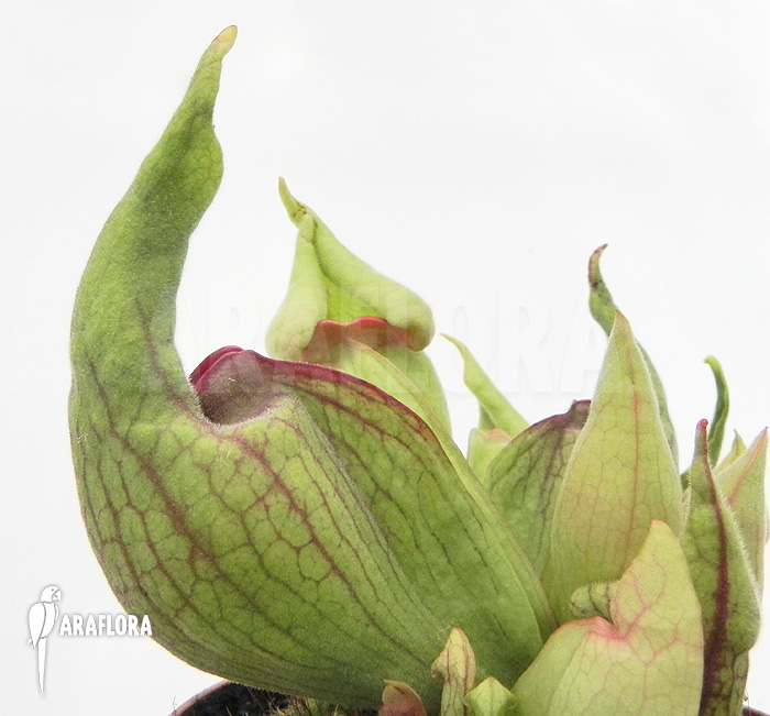 Sarracenia purpurea ‘Smurf’