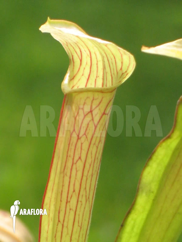 Sarracenia rubra ssp rubra