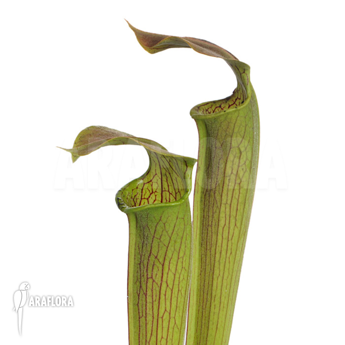 Sarracenia rubra ssp wherry giant