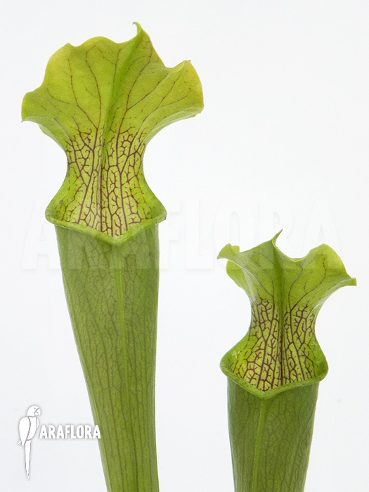 Sarracenia rubra ‘Alabamensis’