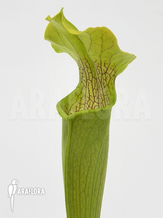 Sarracenia rubra ‘Alabamensis’