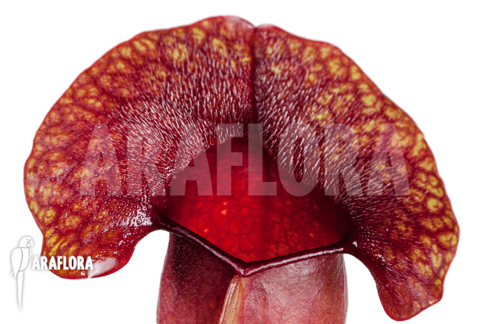 Sarracenia x ‘Barbapapa’