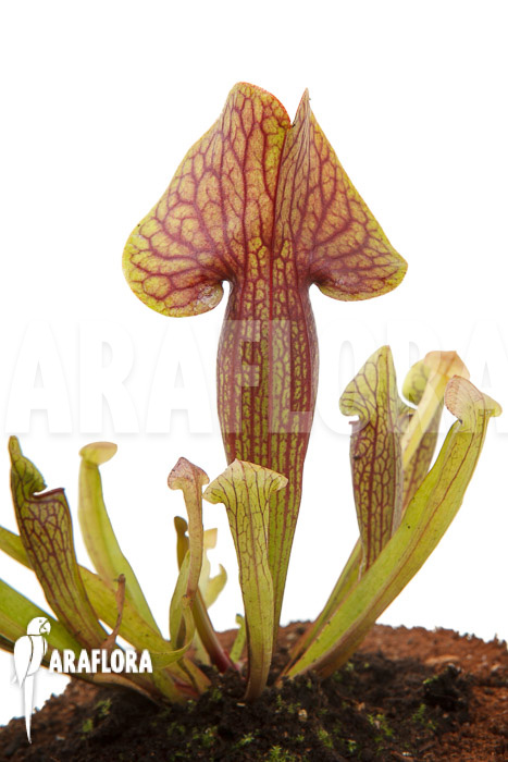 Sarracenia x Linda ‘M’