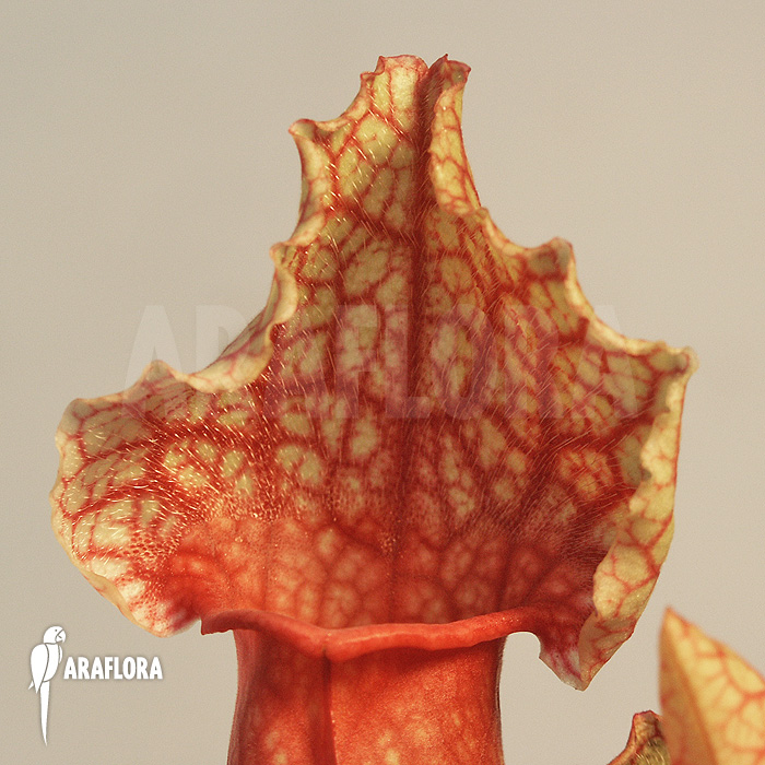 Sarracenia x leucophylla x mitchelliana