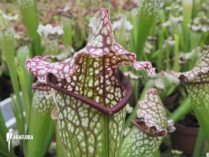 Sarracenia x leucophylla ‘Big daddy’