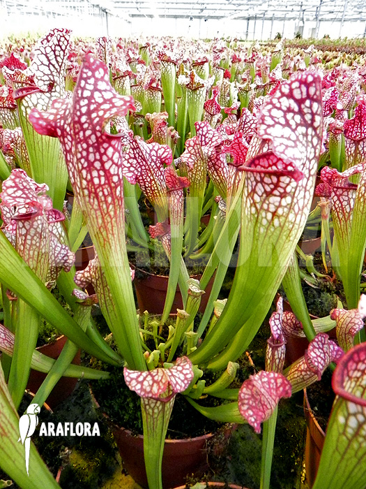 Sarracenia x leucophylla ‘Royal Red’