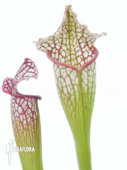 Sarracenia x leucophylla ‘Royal WhiteRed’
