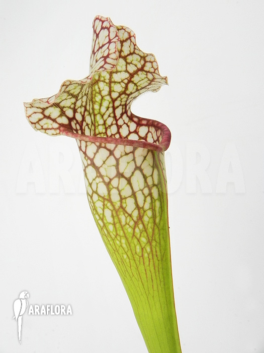 Field of Sarracenia x leucophylla ‘Royal WhiteRed’