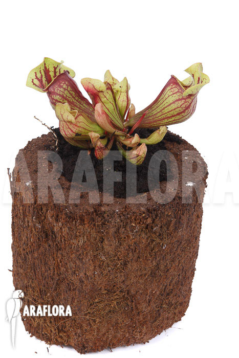 Sarracenia x purpurea ‘Leprechaun’