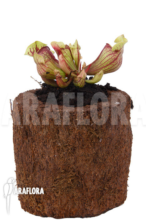 Sarracenia x purpurea ‘Leprechaun’