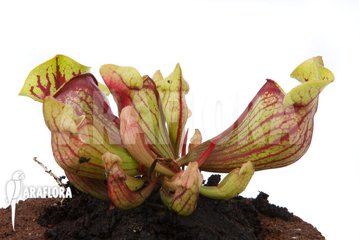 Sarracenia x purpurea ‘Leprechaun’