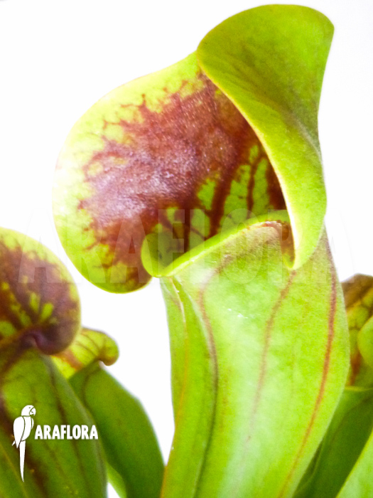Sarracenia x Purpurea’ ‘Bright eyes’