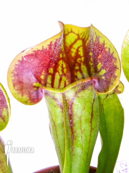 Sarracenia x Purpurea’ ‘Bright eyes’