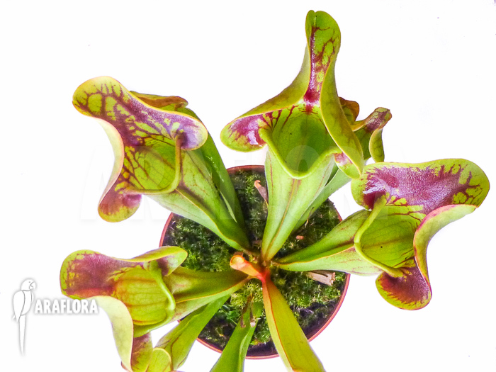 Sarracenia x Purpurea’ ‘Bright eyes’ overview