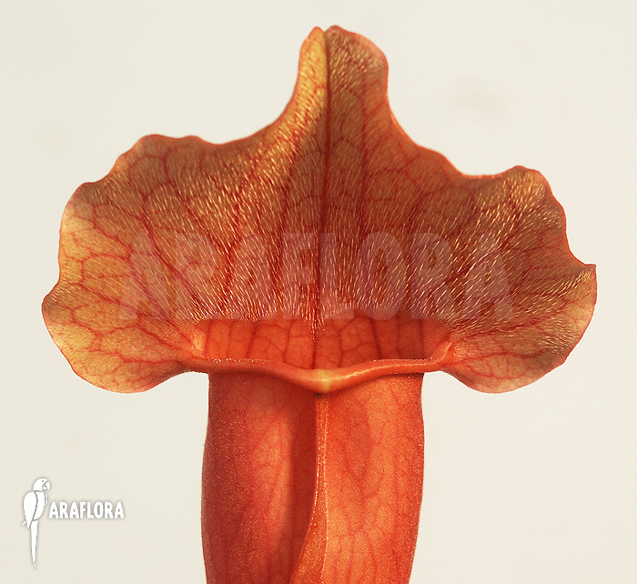 Sarracenia x purpurea hybrid A
