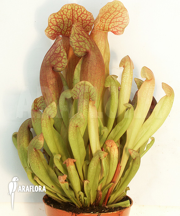Sarracenia x purpurea hybrid B