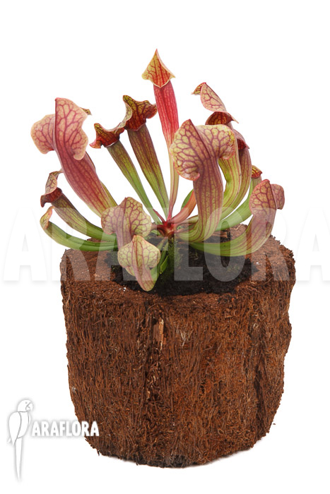 Sarracenia x Tess ‘L’