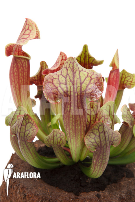 Sarracenia x Tess ‘XL’