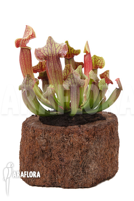 Sarracenia x Tess ‘XL’