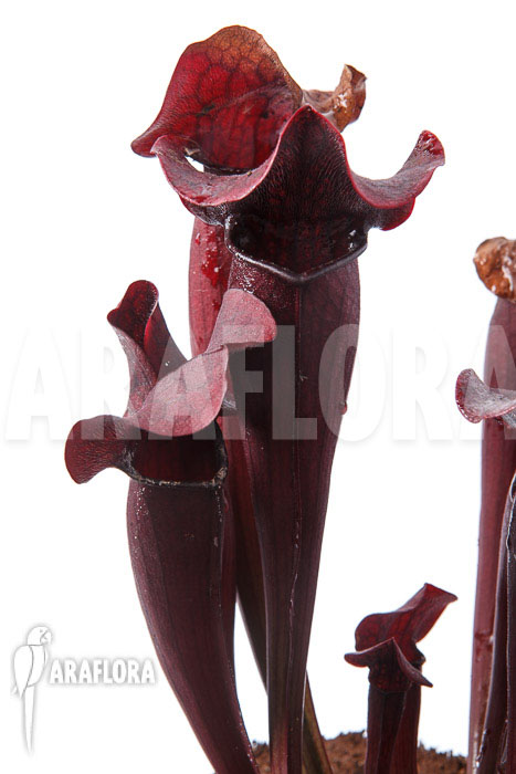 Sarracenia x Tess ‘XXL’