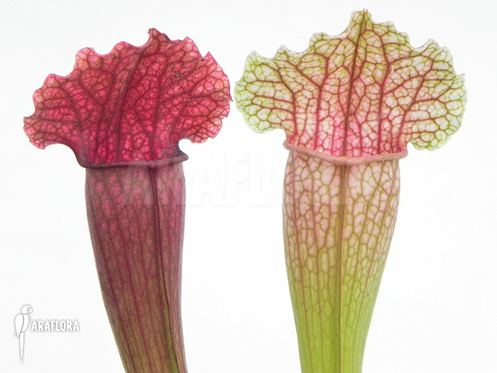 Sarracenia x ‘Fiona’