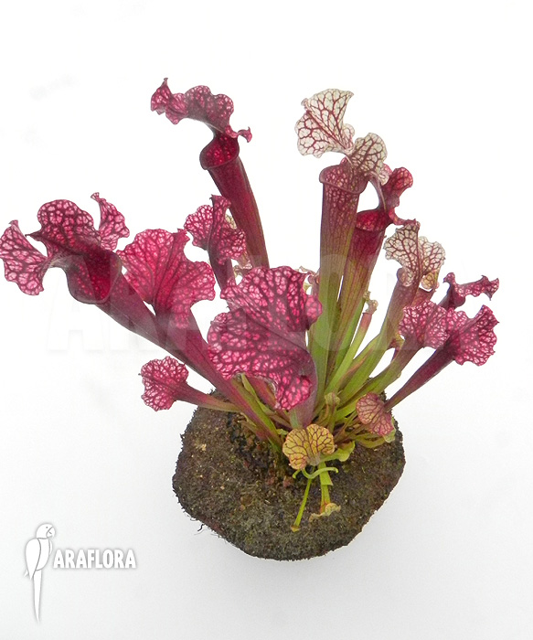 Sarracenia-x_Judith_-3
