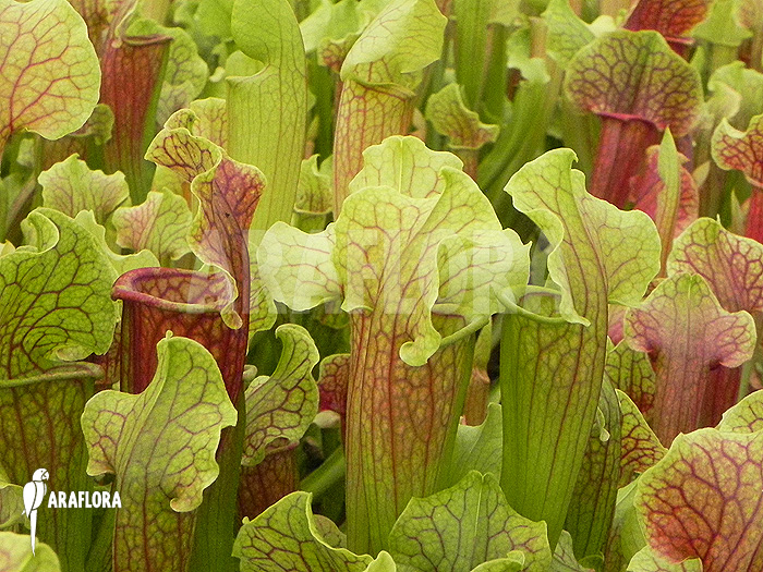 Cultivation Sarracenia x ‘Smoorie’