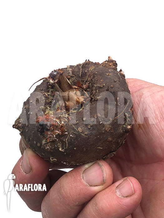 Sauromatum ‘Lake Tana’