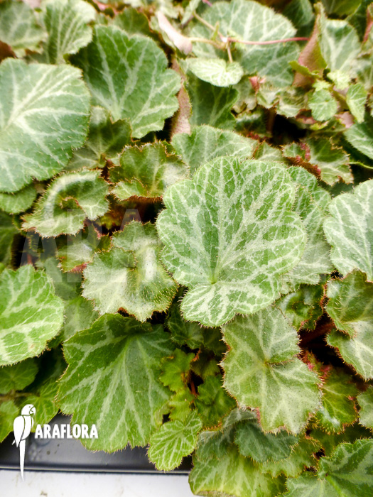 Saxifraga stolonifera Starter