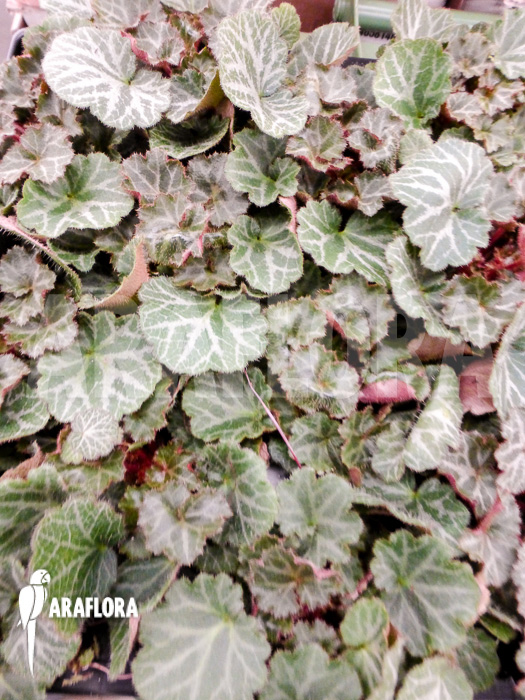 Saxifraga stolonifera Starter