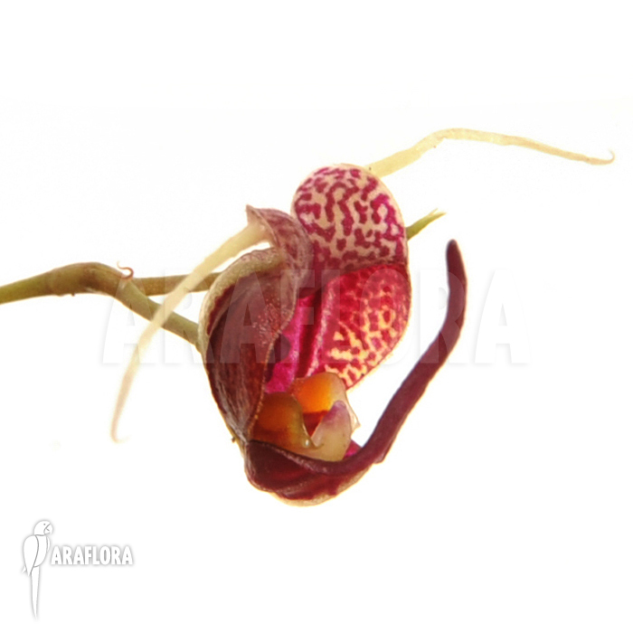 Scaphosepalum digitale