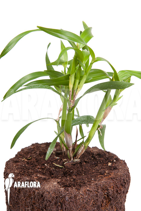 Scaphyglottis genychila