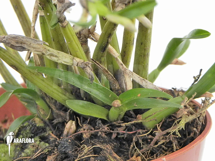 Scaphyglottis prolifera