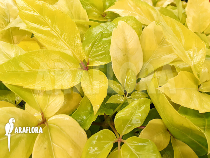 Schleffera amate Golden