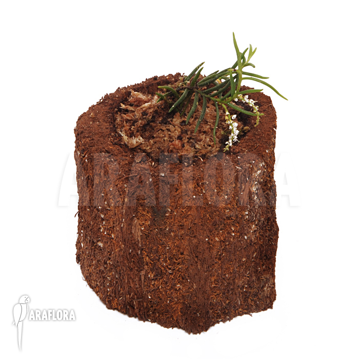 Schoenorchis micrantha