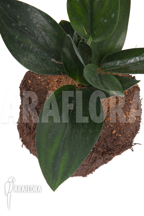 Scindapsus ‘Nearly Black’