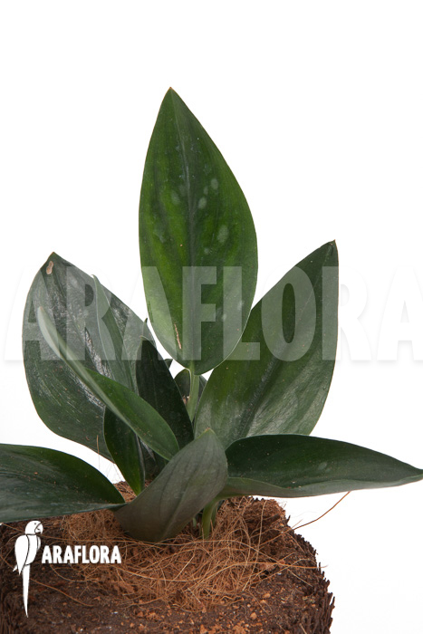 Scindapsus ‘Nearly Black’