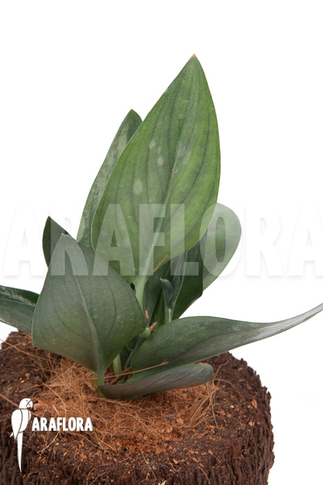 Scindapsus ‘Nearly Black’