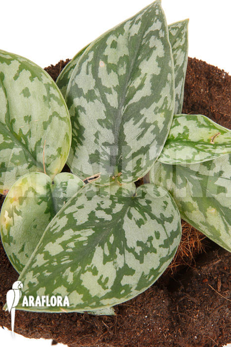 Scindapsus ‘Silver Lady’