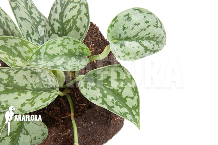 Scindapsus pictus ‘Argyraeus’