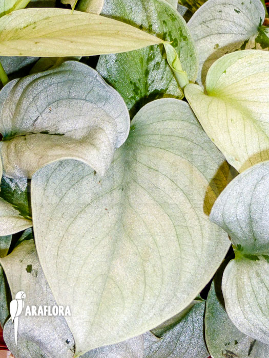 Scindapsus pictus Silver Hero