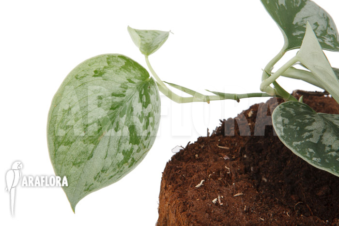 Scindapsus pictus Silvery Ann