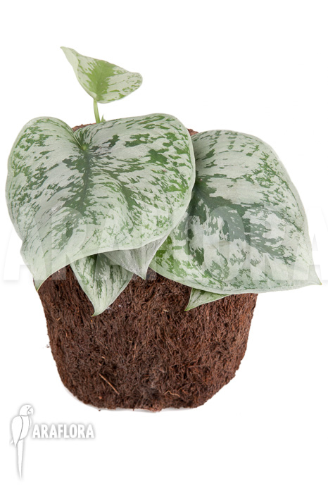 Scindapsus pictus Trebie