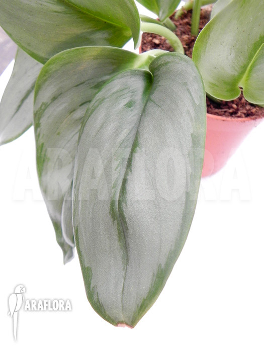 Scindapsus treubii Moonlight