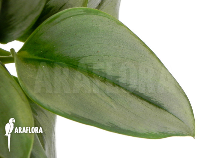 Scindapsus treubii Moonlight